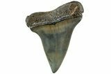 Fossil Broad-Toothed Mako Shark Tooth - North Carolina #235186-1